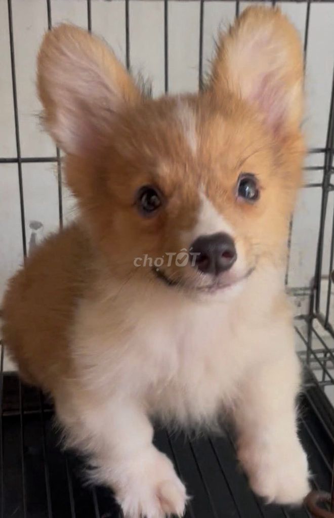 Chó Corgi Đực Cái Vàng. Mua bán Chó tại Quận Thanh Xuân Hà Nội được đăng bởi Nguyễn thi lan huong hình 1
