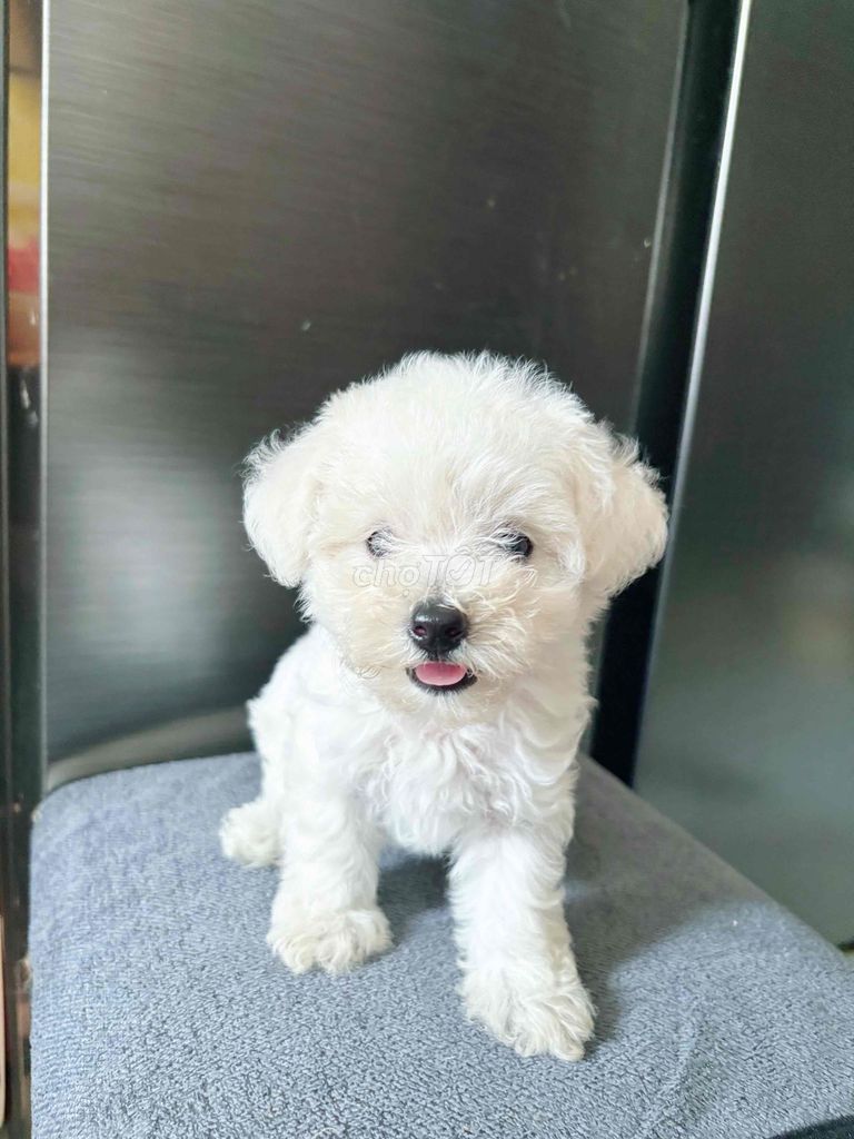 Chó Poodle tinicup cái 2 tháng đã tiêm. Mua bán Chó tại Thành phố Thủ Đức Tp Hồ Chí Minh được đăng bởi Hạ Mi hình 1