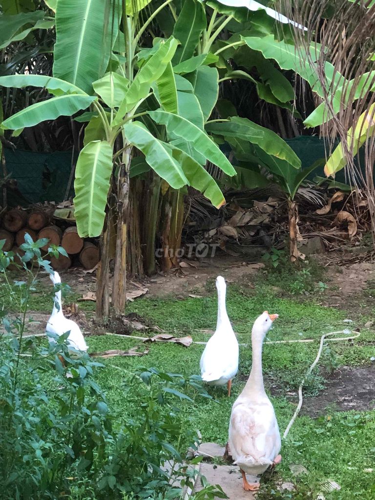 ngỗng trắng. Mua bán Thú cưng khác tại Thành phố Thủ Đức Tp Hồ Chí Minh được đăng bởi Thiện  hình 1