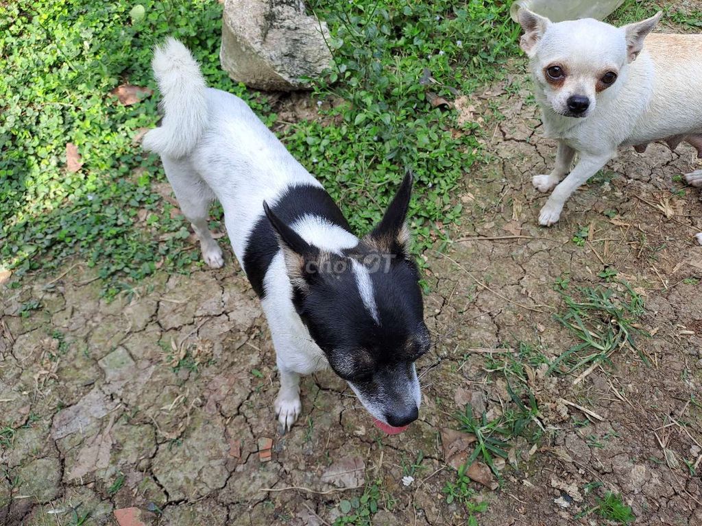 Bé gái bò sữa Chihuahua