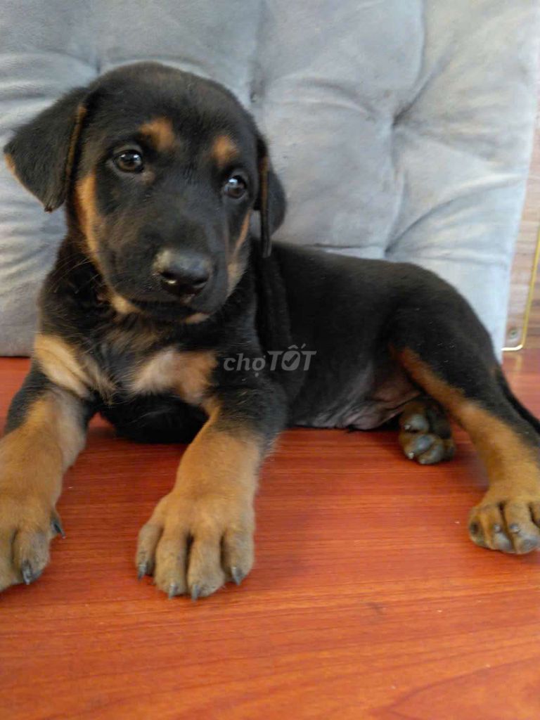 Rottweiler dòng to canh nhà giỏi. Mua bán Chó tại Huyện Bình Chánh Tp Hồ Chí Minh được đăng bởi Nguyễn Kim Oanh hình 2