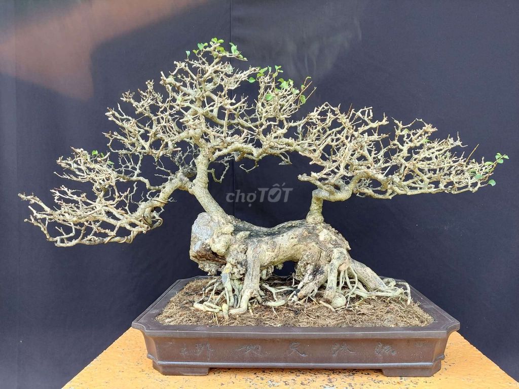 Cây cảnh bonsai Găng tu hú 55cm. Mua bán Cây cảnh, đồ trang trí tại Quận Ninh Kiều Cần Thơ được đăng bởi Trần Xuân Dương hình 1