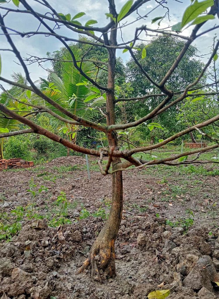 Mai tàng đế nôm