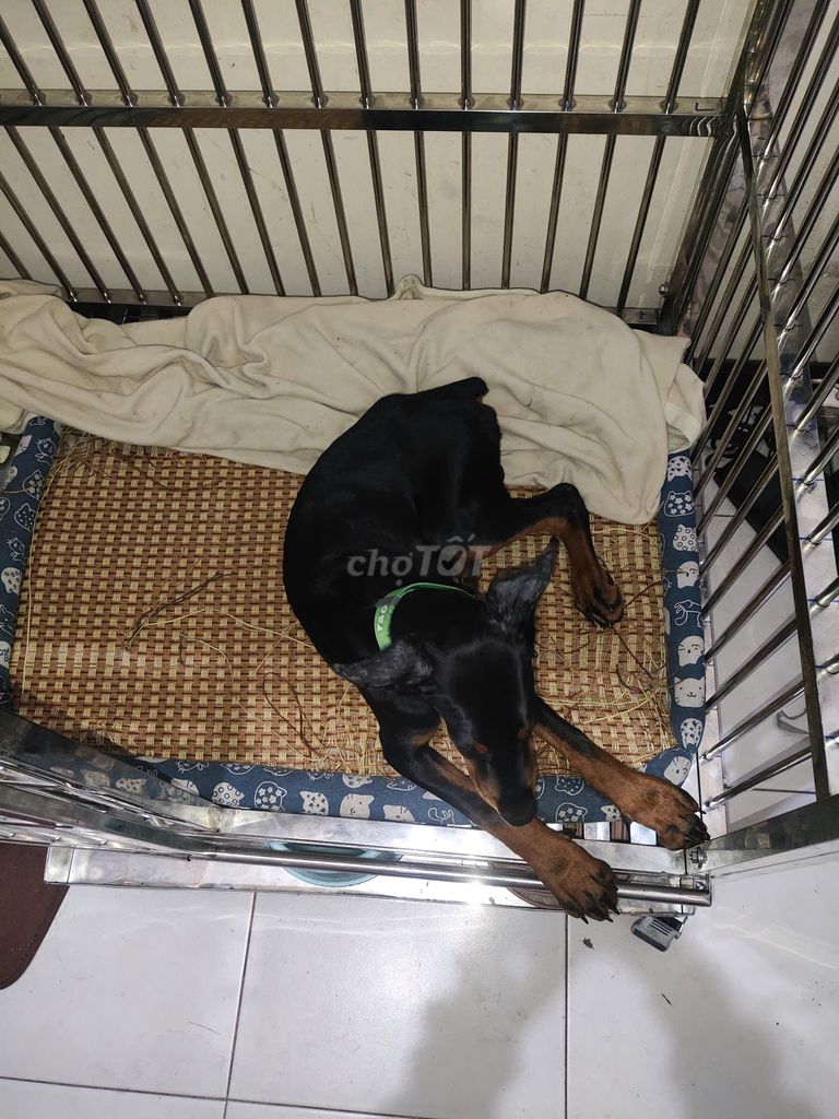 Chó Doberman cái 2 tháng thuần chủng dòng Châu Âu. Mua bán Chó tại Quận Gò Vấp Tp Hồ Chí Minh được đăng bởi Nhi Nguyễn hình 3
