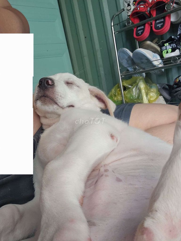 Chó Labrador con non Trắng. Mua bán Chó tại Huyện Thủ Thừa Long An được đăng bởi Thanh Quý hình 1