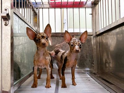 Chó Fox hươu 2 tháng loang scl