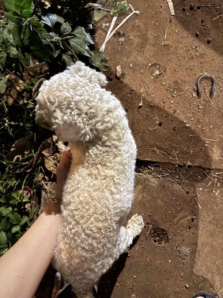 poodle đực size tiny