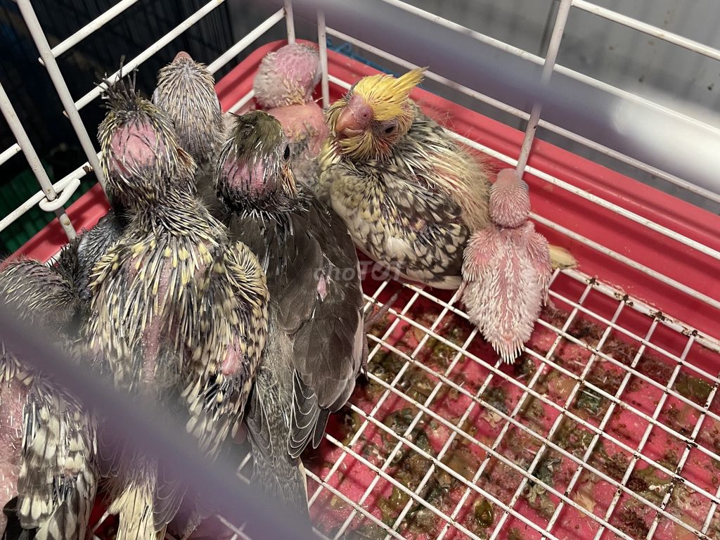 Chim Vẹt Cockatiel non nhiều màu. Mua bán Chim tại Thành phố Thủ Đức Tp Hồ Chí Minh được đăng bởi Bui Trong Nguyen hình 1