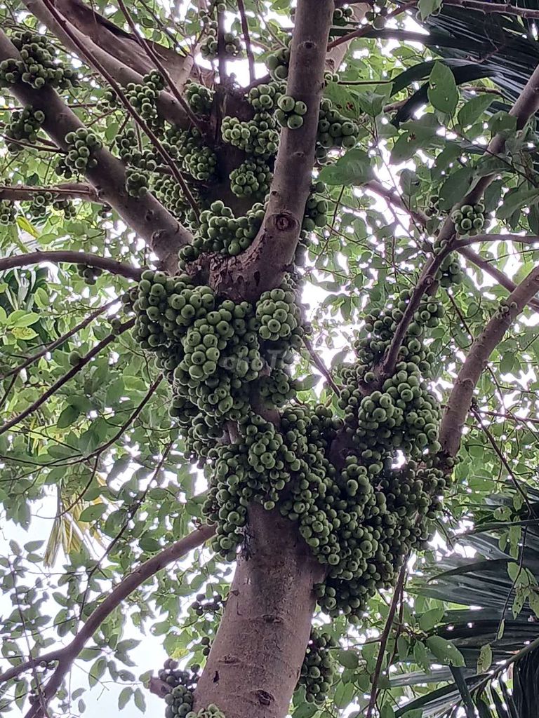 Sung non. Mua bán Đồ ăn, thực phẩm và các loại khác tại Thành phố Thuận An Bình Dương được đăng bởi Trung hình 1