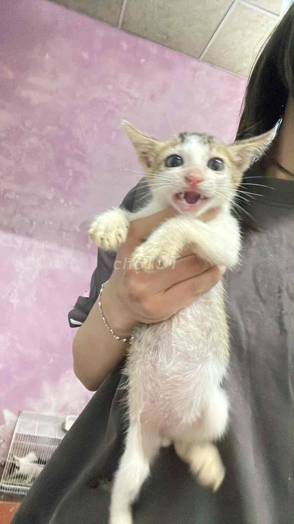 Mèo con Trắng Vàng Đen Cả Hai. Mua bán Mèo tại Huyện Nhà Bè Tp Hồ Chí Minh được đăng bởi Thư 40_Ton Thai hình 1