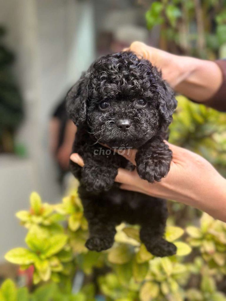 Chó Poodle đen 2 tháng đã tiêm. Mua bán Chó tại Huyện Cần Đước Long An được đăng bởi Khánh Linh hình 1