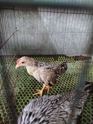 Giao lưu đc gà bự nào ko ae. Mua bán Gà tại Thành phố Sóc Trăng Sóc Trăng được đăng bởi lâm tre Bắc 