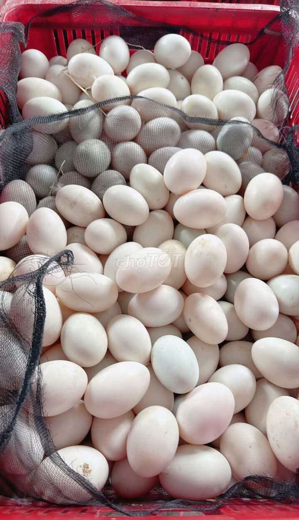 Trứng vịt tươi ngon. Mua bán Đồ ăn, thực phẩm và các loại khác tại Quận 12 Tp Hồ Chí Minh được đăng bởi meo meo hình 1