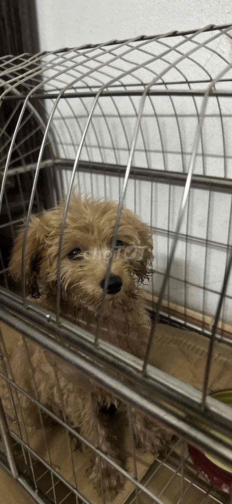 Chó Poodle Nâu vàng. Mua bán Chó tại Huyện Đan Phượng Hà Nội được đăng bởi Nguyễn Tuấn Anh hình 1