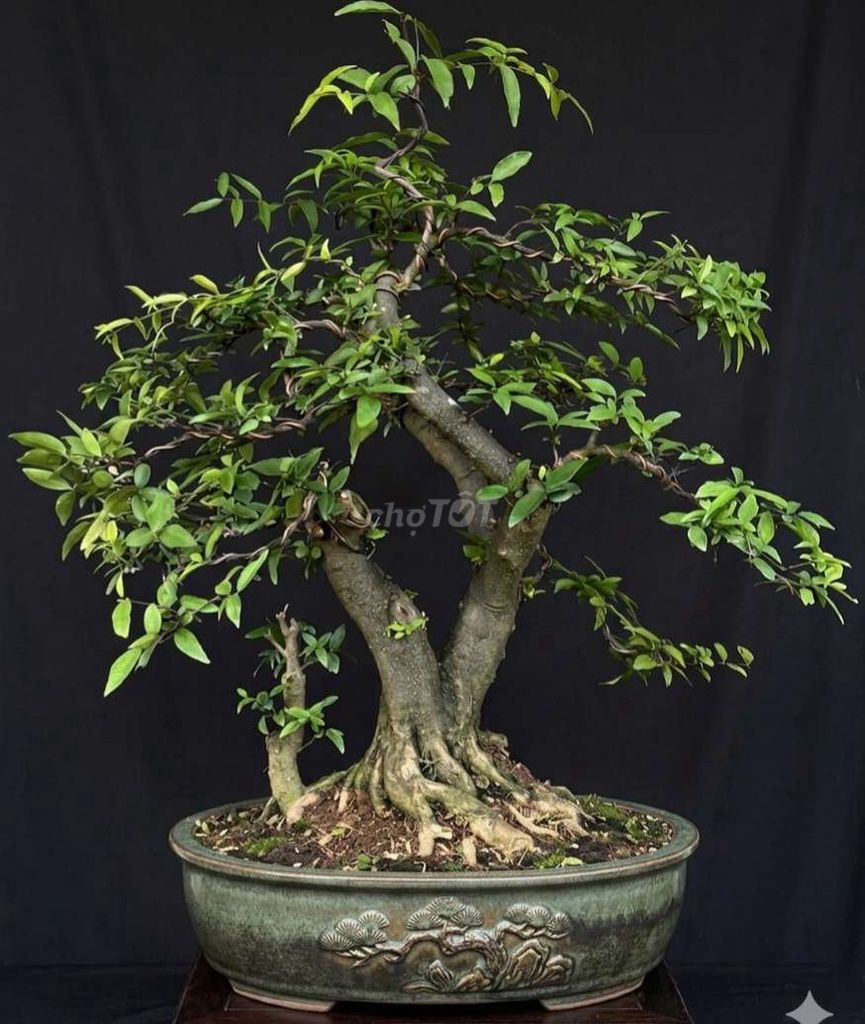 Cây cảnh Mai chiếu thủy Bonsai mini. Mua bán Cây cảnh, đồ trang trí tại Huyện Ý Yên Nam Định được đăng bởi Đinh Cúc hình 1