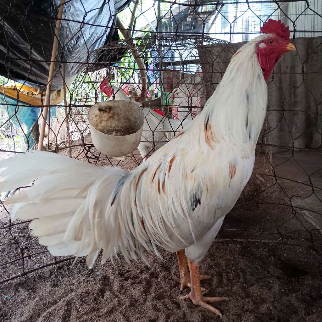 Gà bướm 2k9. Mua bán Gà tại Huyện Thạnh Phú Bến Tre được đăng bởi thành vinh hình 1