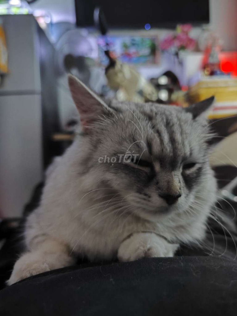 Mèo Anh lông dài Silver tabby. Mua bán Mèo tại Thành phố Thủ Đức Tp Hồ Chí Minh được đăng bởi Công Đạt hình 1