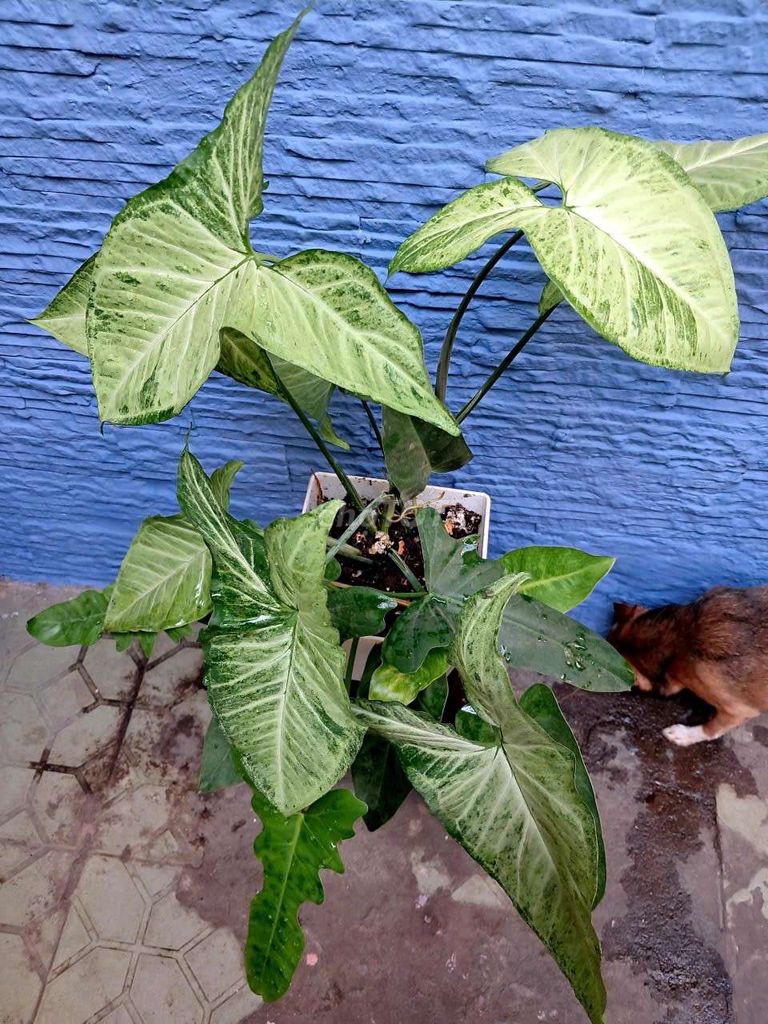 Trầu bà hoạ nương, cung đàn và tróc bạc. Mua bán Cây cảnh, đồ trang trí tại Quận 4 Tp Hồ Chí Minh được đăng bởi Khánh Ngân hình 1