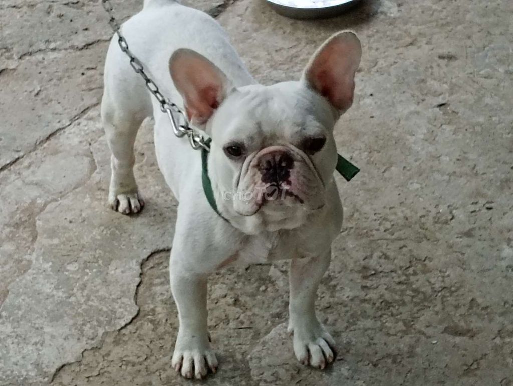 Chó Bull Pháp đực. Mua bán Chó tại Quận 8 Tp Hồ Chí Minh được đăng bởi Nhân Rottweiler  hình 1