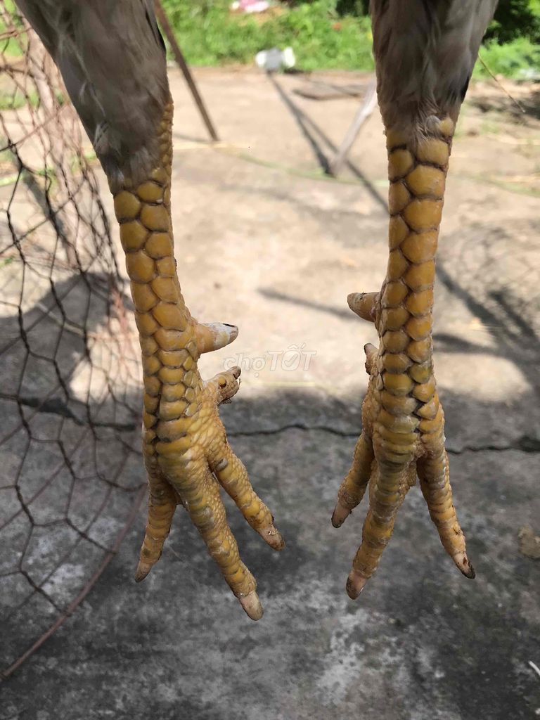 ga bướm 2kg6 trang 2kg7