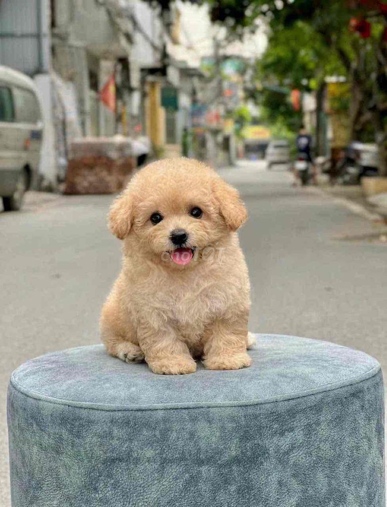 chó nhà đẻ, 2 đàn poodle thuần chủng. Mua bán Chó tại Huyện Hóc Môn Tp Hồ Chí Minh được đăng bởi Bảo Ngọc hình 2
