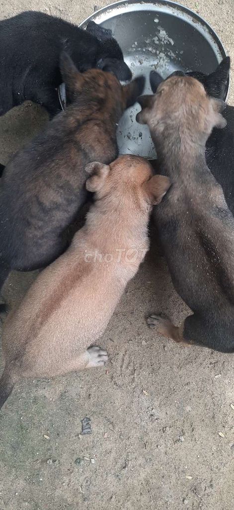 Chó Phú Quốc . Mua bán Chó tại Huyện Củ Chi Tp Hồ Chí Minh được đăng bởi Hắc Hổ môn hình 1