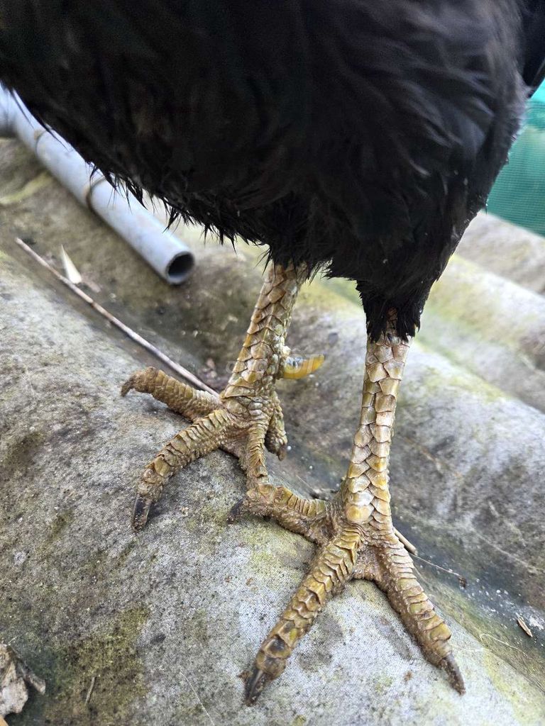 Gà mái đen vảy rồng. Mua bán Gà tại Huyện Hòa Vang Đà Nẵng được đăng bởi Chi Thanh hình 1