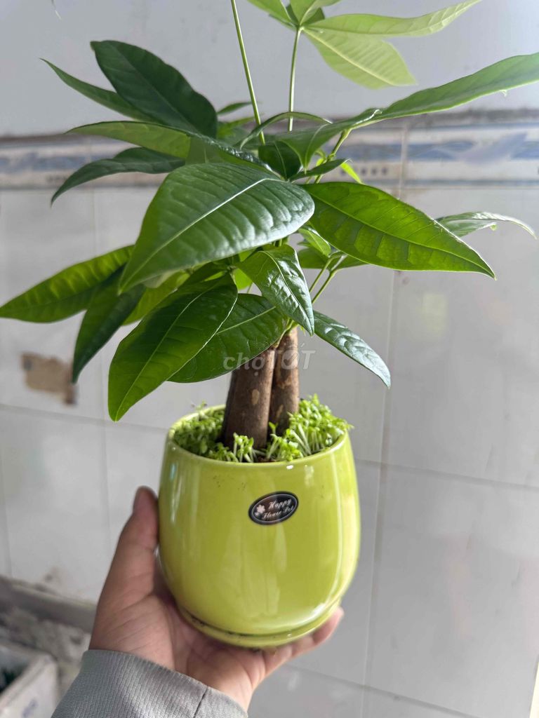 Cây Kim Ngân Mini để bàn. Mua bán Cây cảnh, đồ trang trí tại Quận Gò Vấp Tp Hồ Chí Minh được đăng bởi Phạm Duy hình 1
