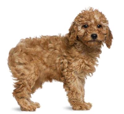 Chó Poodle Tiny cái 1 năm tuổi