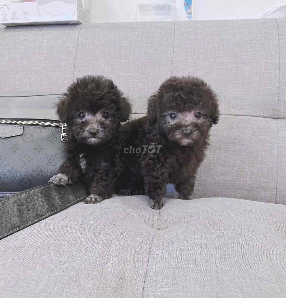 Chó Poodle Tiny màu Xám. Mua bán Chó tại Thành phố Thủ Đức Tp Hồ Chí Minh được đăng bởi BÁN THÚ CƯNG KHÔNG ĐĂNG ẢNH LỪA ĐẢO  hình 1