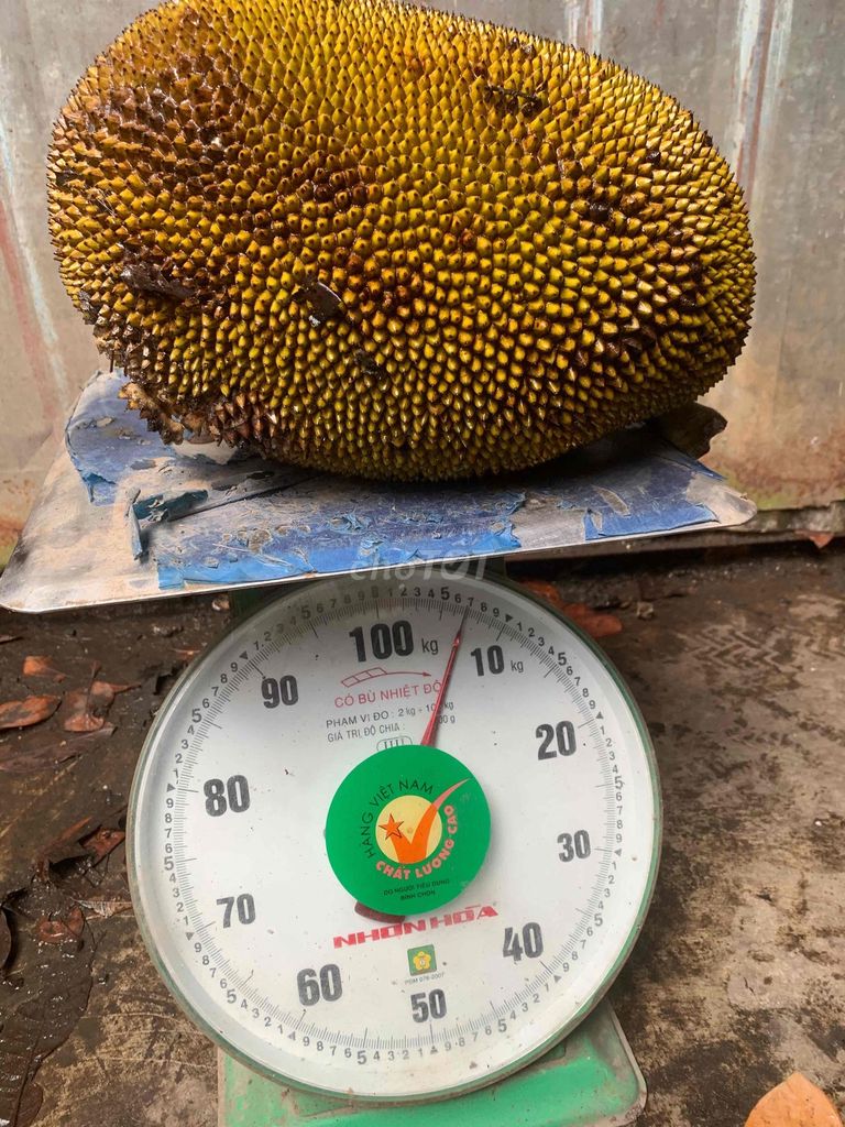 Mít dai 5kg Nhà trồng Chín cây. Mua bán Đồ ăn, thực phẩm và các loại khác tại Quận Nam Từ Liêm Hà Nội được đăng bởi Hung hình 1