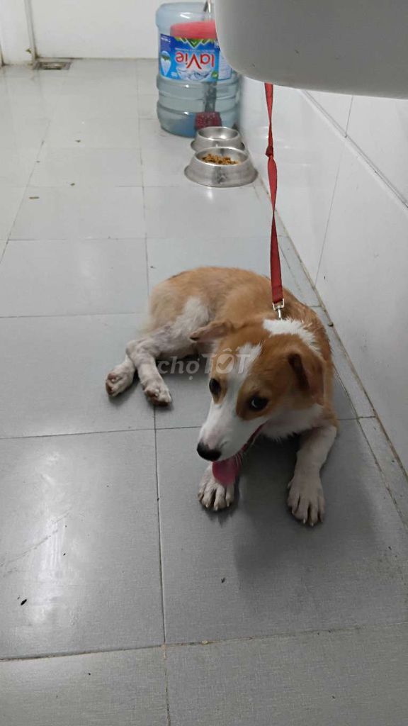 Chó Corgi Nâu trắng đã tiêm. Mua bán Chó tại Huyện Bình Chánh Tp Hồ Chí Minh được đăng bởi pham thanh tam hình 1