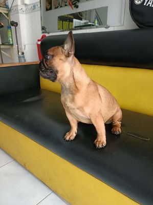 Bull pháp cái