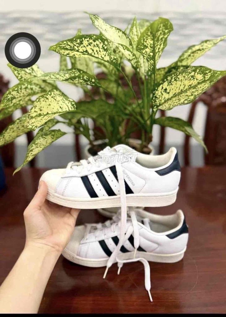 Giày thể thao Adidas Superstar Trắng. Mua bán Giày dép tại Thành phố Tây Ninh Tây Ninh được đăng bởi Nhi hình 1