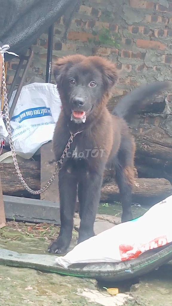 Chó Bắc Hà đực 10kg đen 4 tháng. Mua bán Chó tại Huyện Thường Tín Hà Nội được đăng bởi Thanhdat Nguyen hình 1