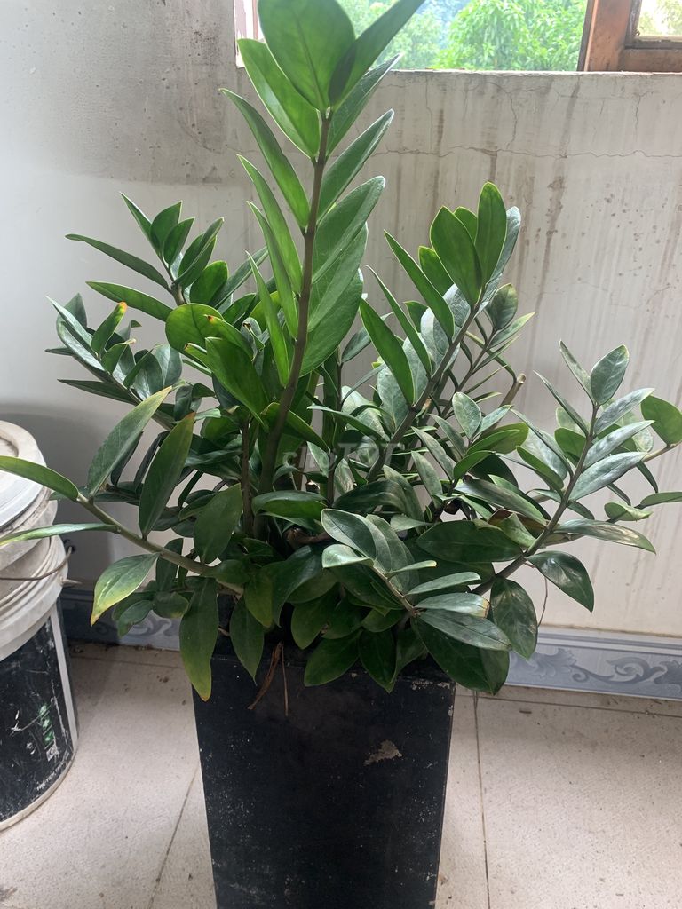 Cây Kim Tiền(Kim phát tài) cả chậu thanh lý!. Mua bán Cây cảnh, đồ trang trí tại Thành phố Biên Hòa Đồng Nai được đăng bởi Thành Hưng hình 1