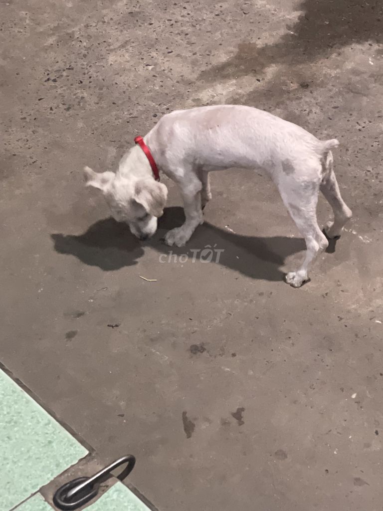 vì không có thoài gian chăm sóc bé. Mua bán Chó tại Huyện Bàu Bàng Bình Dương được đăng bởi Đề Seven hình 2