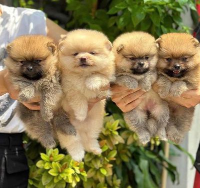 bán chó Phốc sóc pom petshop 130 đường 2/9 đà nẵng. Mua bán Chó tại Quận Hải Châu Đà Nẵng được đăng bởi Chó Cảnh Đà Nẵng 130 đường 2 9 