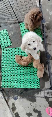 Chó Poodle Tiny nhiều màu