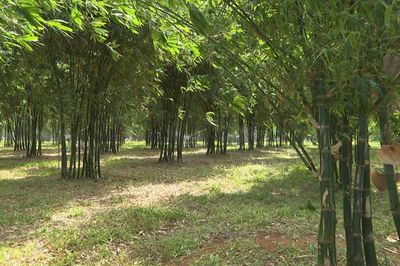 bán đất nông nghiệp ấp 9, xuân tây, 7 xào, 500tr/xào.. Mua bán đất tại Huyện Cẩm Mỹ Đồng Nai được đăng bởi A HÒA