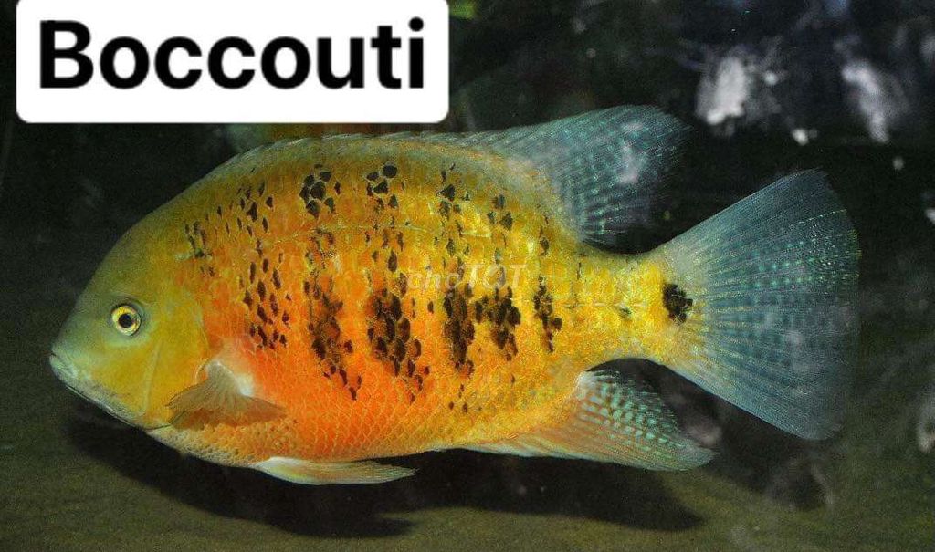 Bucoti