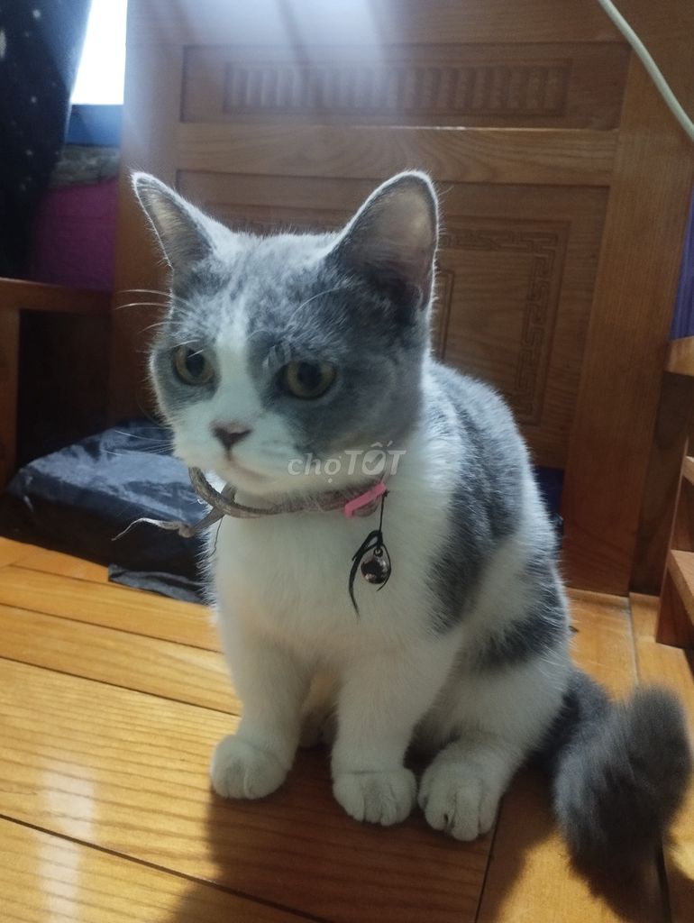 Mèo Anh lông ngắn cái 8 tháng. Mua bán Mèo tại Thành phố Tuy Hòa Phú Yên được đăng bởi quoc nguyen hình 1