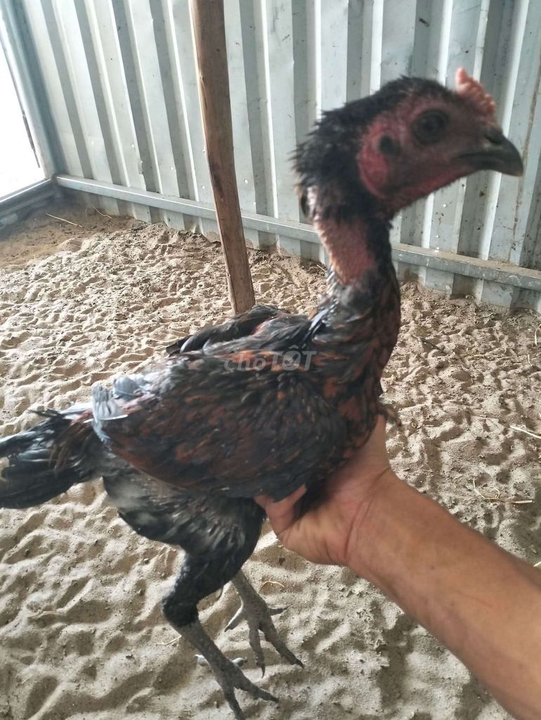 Gà chọi Peru trống Đen nâu. Mua bán Gà tại Huyện Bắc Bình Bình Thuận được đăng bởi Hà Thị Xuân Uyên  hình 1