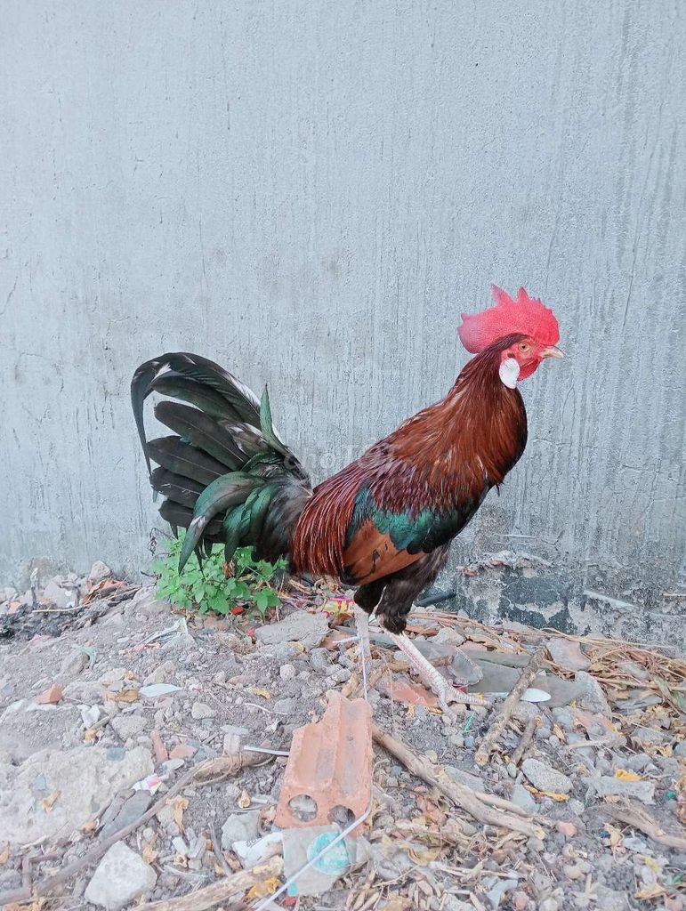 thanh lý mỹ 1 máu 2kg7 hoặc gl gà khác. Mua bán Gà tại Huyện Trảng Bom Đồng Nai được đăng bởi Lâmkendy hình 1