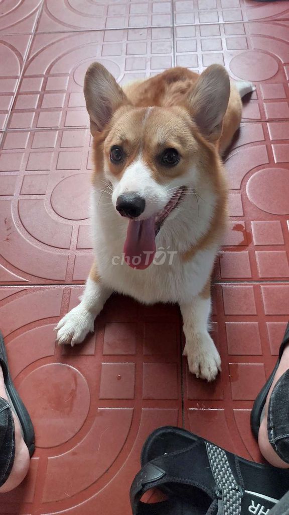 Chó Corgi Nâu trắng thân thiện. Mua bán Chó tại Quận Hồng Bàng Hải Phòng được đăng bởi Liêm Dũng hình 1