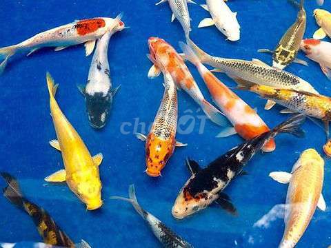 Cá cảnh Cá Koi Nhiều màu BMT. Mua bán Thú cưng khác tại Thành phố Buôn Ma Thuột Đắk Lắk được đăng bởi Cá Cảnh Bá Phong BMT hình 1