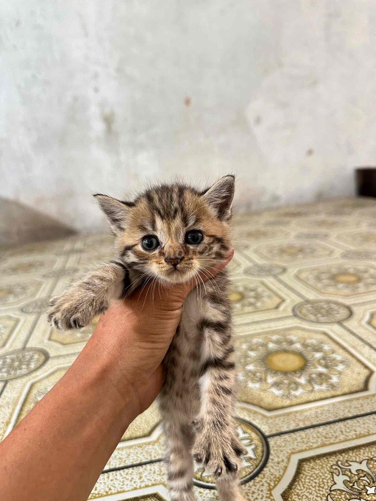 Mèo ALN lai Tapby tai cụp dưới 1 tuổi. Mua bán Mèo tại Huyện Châu Thành A Hậu Giang được đăng bởi Nguyễn Mai hình 1