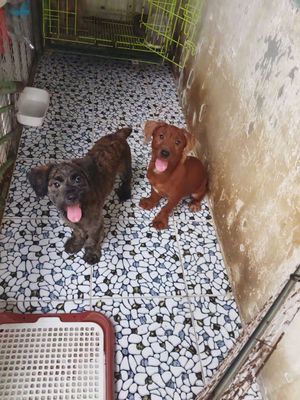 Chó Poodle lai phốc Nâu Vằn Đực Cái