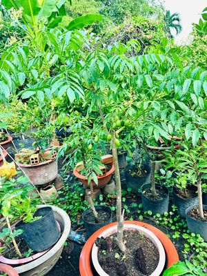 Cóc Thái chậu lớn khoẻ đẹp đang trái nhiều. Mua bán Cây cảnh, đồ trang trí tại Quận Gò Vấp Tp Hồ Chí Minh được đăng bởi Vườn Kiểng Nhà Nị Ny