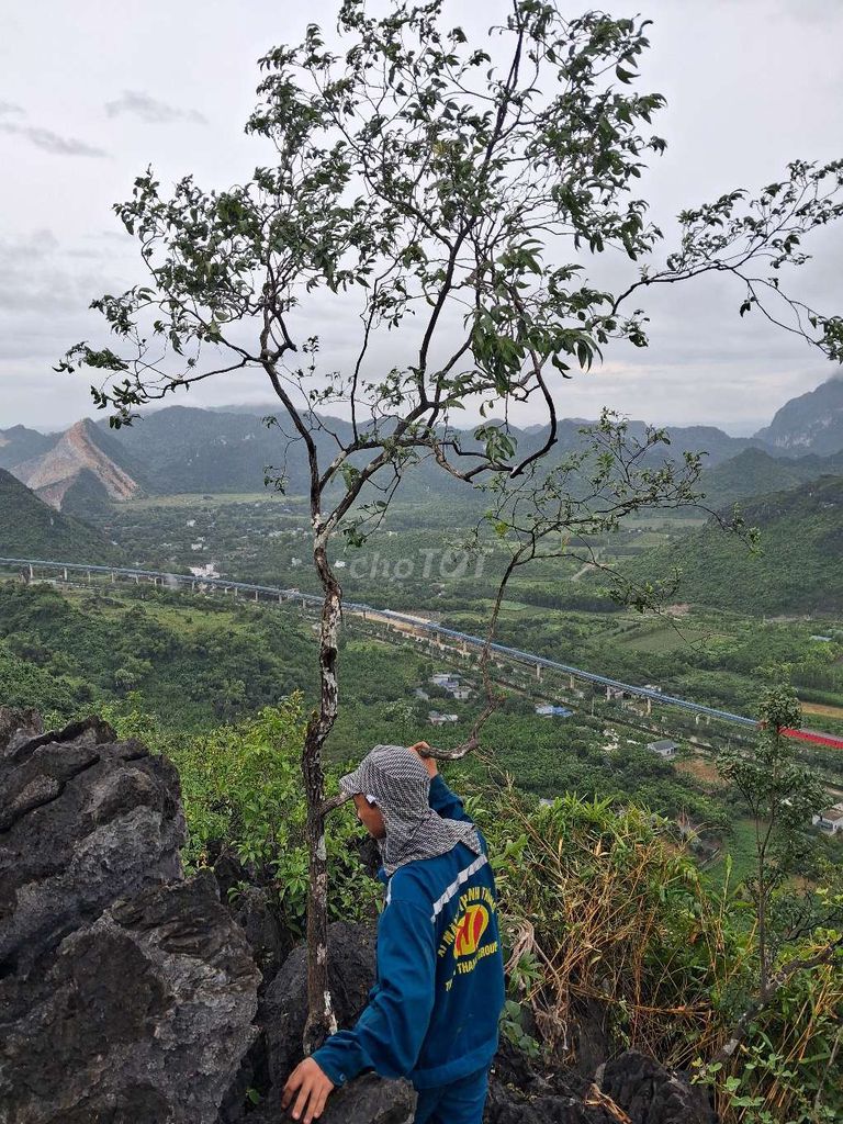 Muội hồng. Mua bán Cây cảnh, đồ trang trí tại Huyện Thanh Liêm Hà Nam được đăng bởi Công Minh hình 1